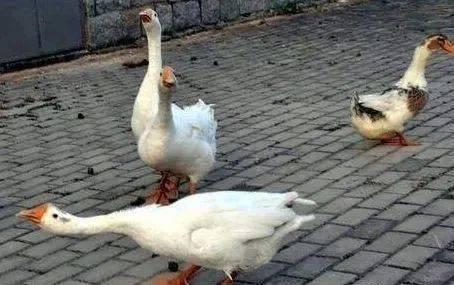 广东喂鸡鸭鹅网红视频,田园生活魅力无限