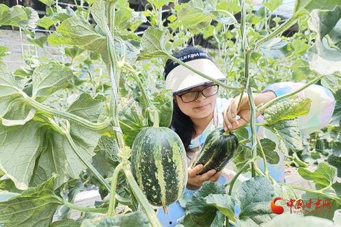 平凉华亭吃瓜,瓜果飘香，品味夏日田园风情