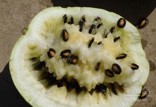 籽瓜怎么吃比较甜,解锁美味甜润的秘密