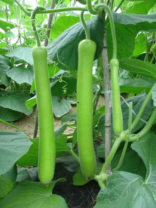 鹅姐吃瓜,揭秘娱乐圈幕后故事