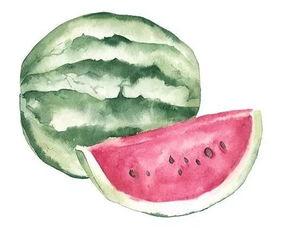 diy扇子手绘吃瓜