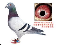 明星与信鸽图片对比,跨越时空的视觉碰撞