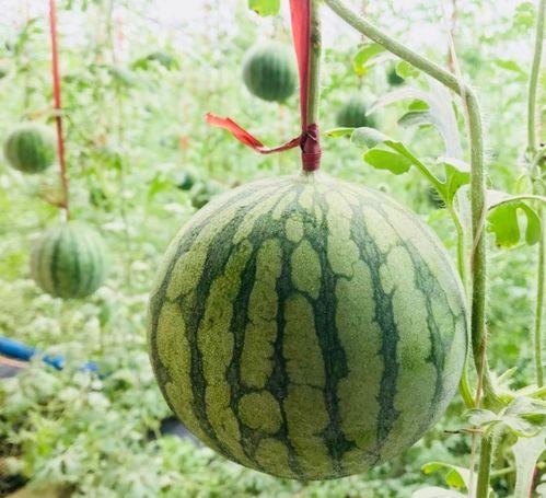 小黄吃瓜头像高清图片,小黄吃瓜头像，高清魅力尽收眼底