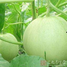 孕妇吃小圆瓜吗好吗,孕妇适量食用小圆瓜有益健康