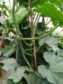 吊瓜的皮怎么吃,探索独特食材的多样吃法