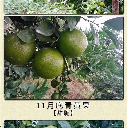 贺州古摄影吃瓜头像