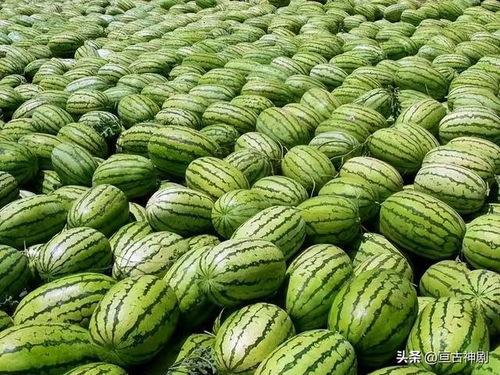 家庭吃瓜画,趣味横生的日常一幕