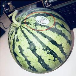 游泳网红吃瓜,幕后真相令人咋舌