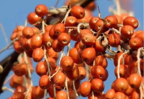 今日头条新闻沙枣林,沙枣林如何改变这片土地