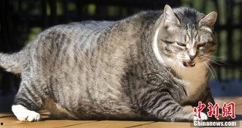 网上有什么网红猫名字,盘点那些网络爆红的猫咪名字