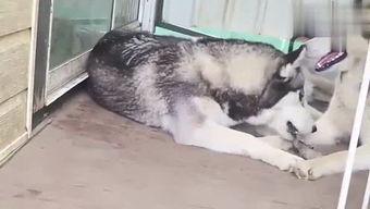 极品网红樱狸子洪水