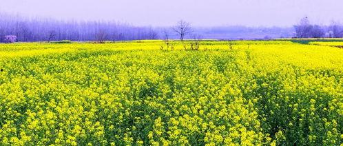 成都网红油菜花拍摄地方