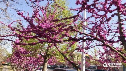 崂山网红打卡樱桃树图片,网红打卡地，春日浪漫邂逅自然之美”
