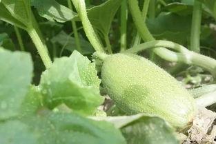 让照片变成吃瓜,让照片中的美食瞬间“吃瓜”