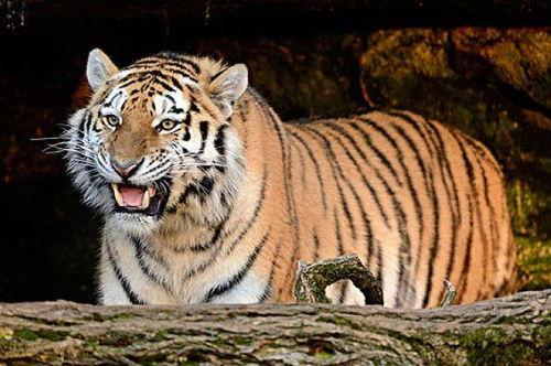 明星属相虎的,勇猛无畏，星光熠熠