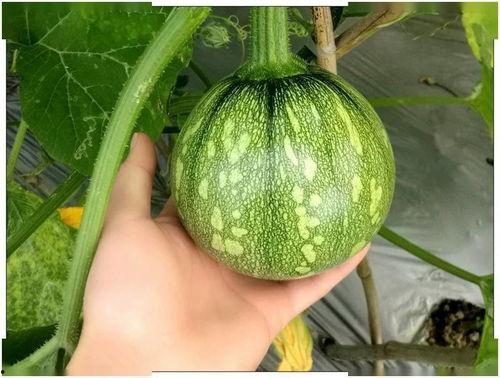 娱乐吃瓜小南瓜,南瓜带你领略娱乐圈的甜蜜与苦涩